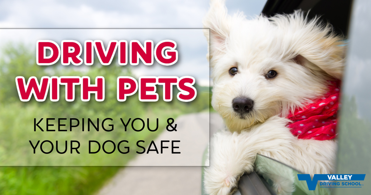 driving-with-pets-keeping-you-your-dog-safe